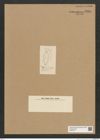 Diatomeae indet. Zeichnungen Sammlung Grunow Nr. 5946 (NHMW-BOT-W0374417)